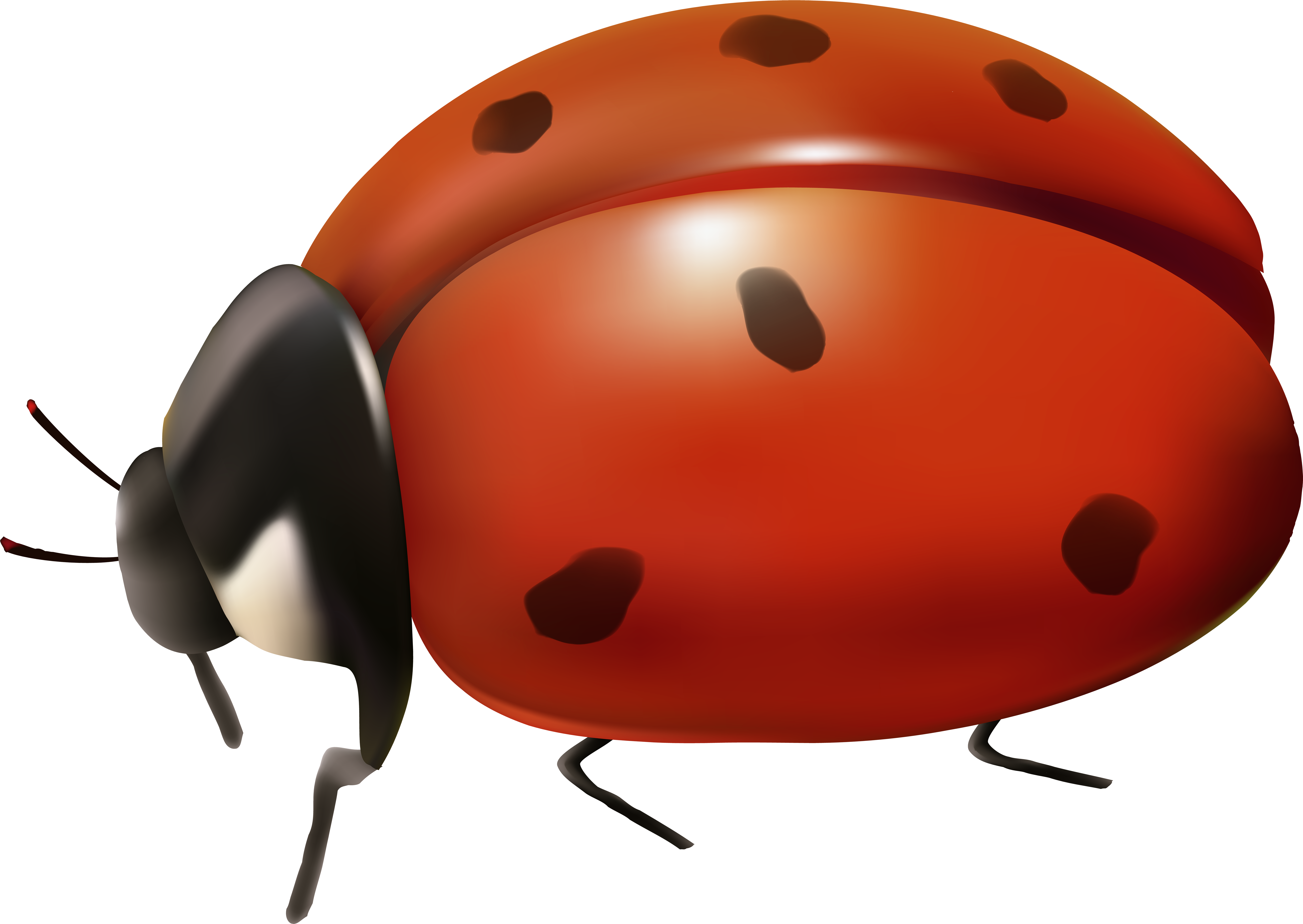 Ladybug Transparent Background (8000x5673), Png Download