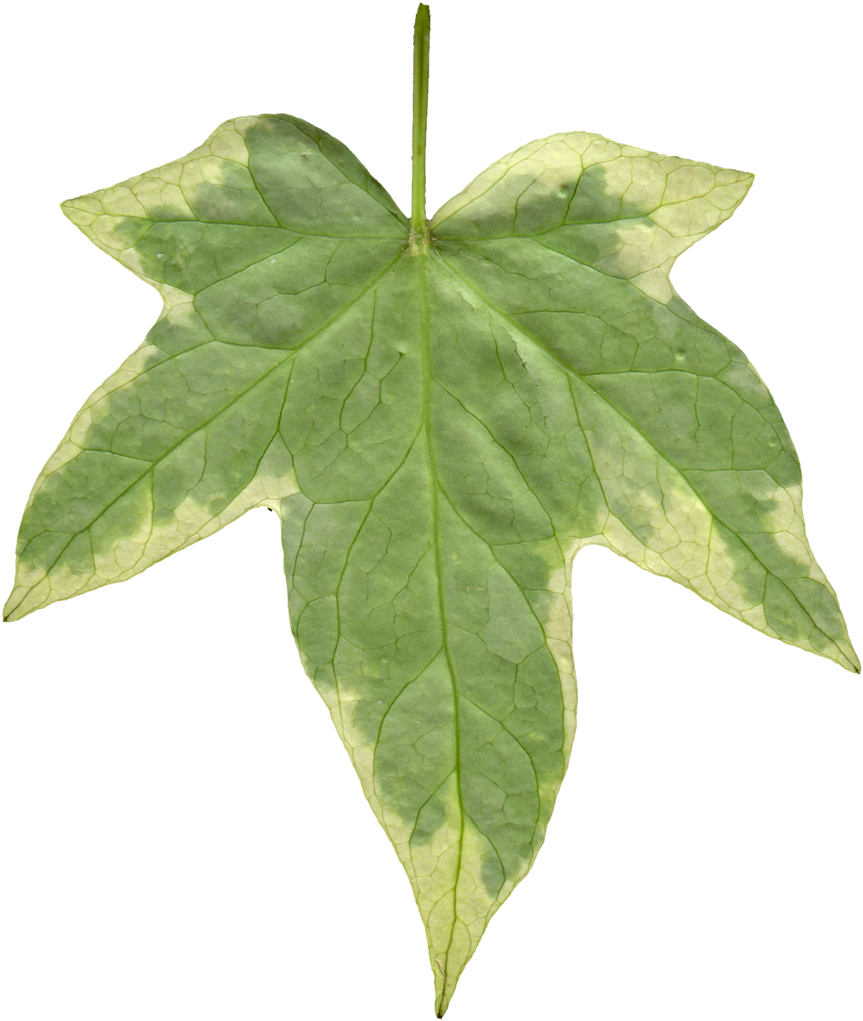 Leaf 06 Back Texture - Ivy Leaf (1405x1600), Png Download