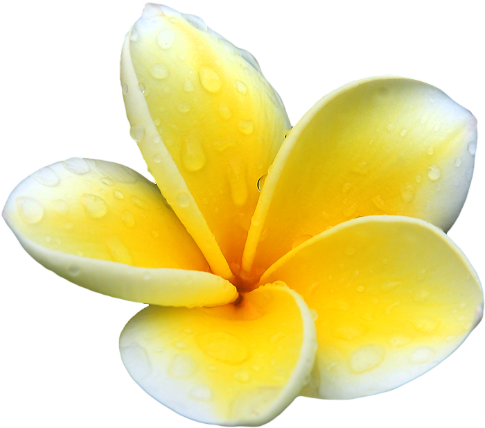 Plumeria Clip Art (700x617), Png Download