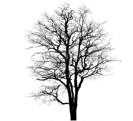 At Oak By Nature Clean Lines And Beautiful Design Is - Oak Tree Winter Png (450x452), Png Download