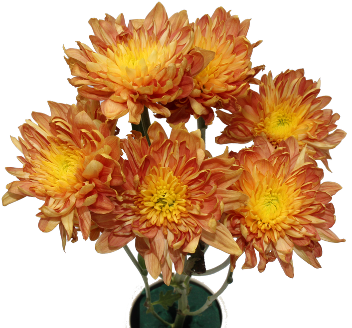 Chrysanthemum Flower Chrysanthemum Flower - Chrysanthemum (1024x683), Png Download