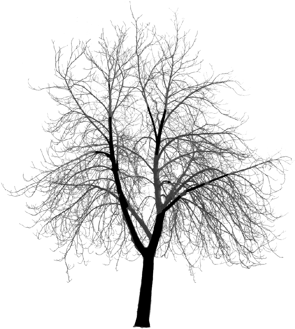 No Frame - Creepy Tree Silhouette Png (1024x1137), Png Download