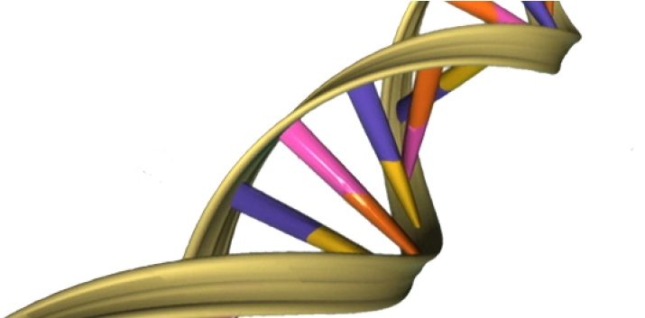 Dna Double Helix (778x352), Png Download