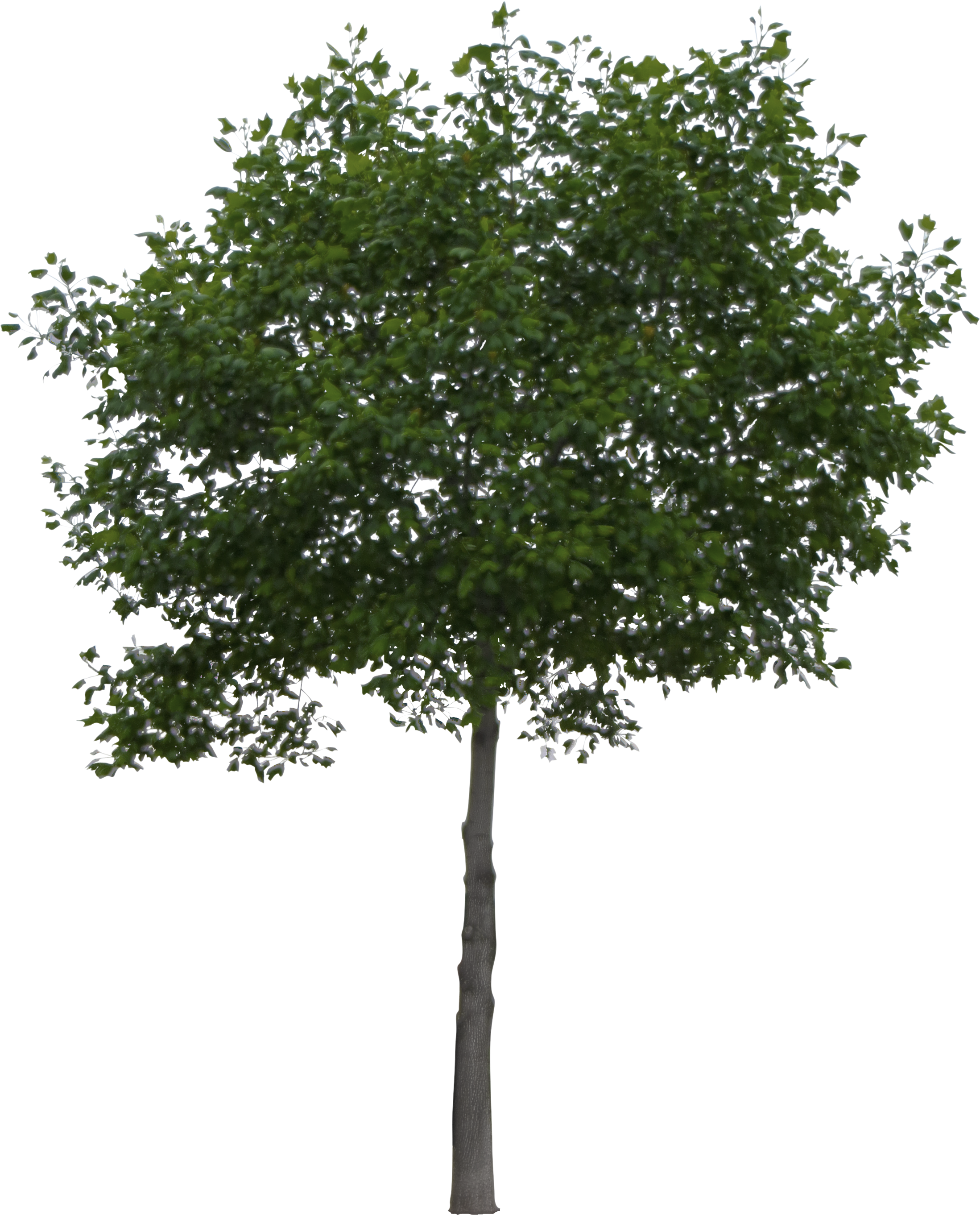 Summer Tree 2 Winter Tree - Arvore Photoshop (2722x2722), Png Download