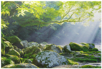 Virgin Forest And Shaft Beam Of Light Poster • Pixers® - Mögen Sich Deine Wünsche Erfüllen: Irische Segenswünsche (400x400), Png Download