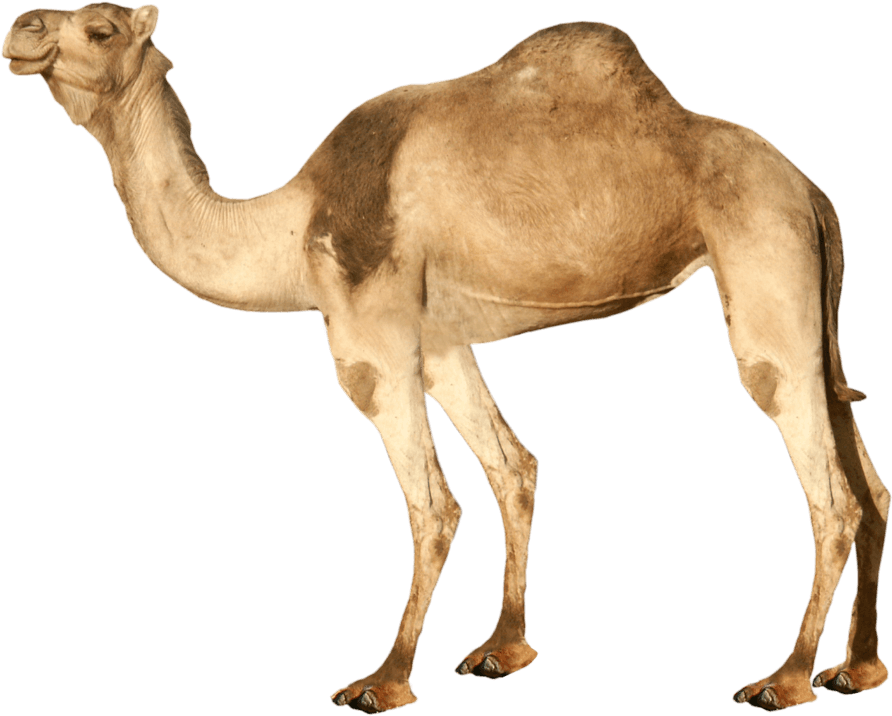 Free Png Camel Png Images Transparent - Camel Png (850x685), Png Download