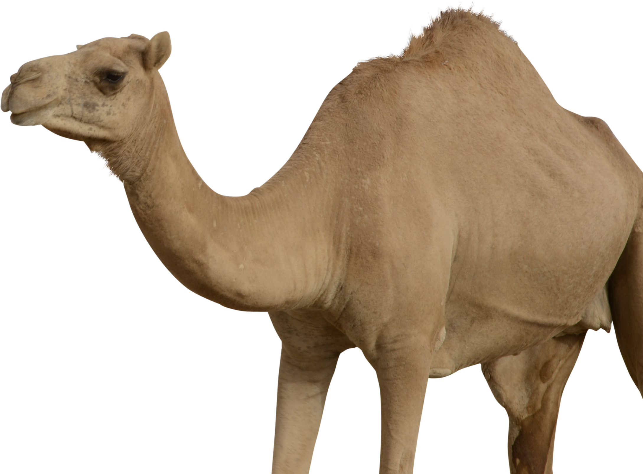 Camel Png Camel Face Png Full Size Png Download Seekpng