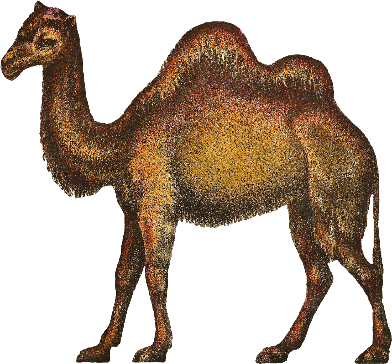 Camels Clipart Kabubi - Bactrian Camel (1600x1481), Png Download