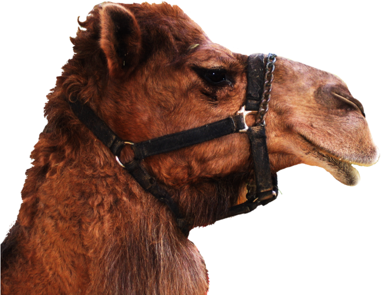 Camel Png - Camel Head Transparent Background (900x675), Png Download