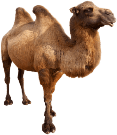 Free Png Camel Png Images Transparent - Desert Animal And Plant (480x546), Png Download