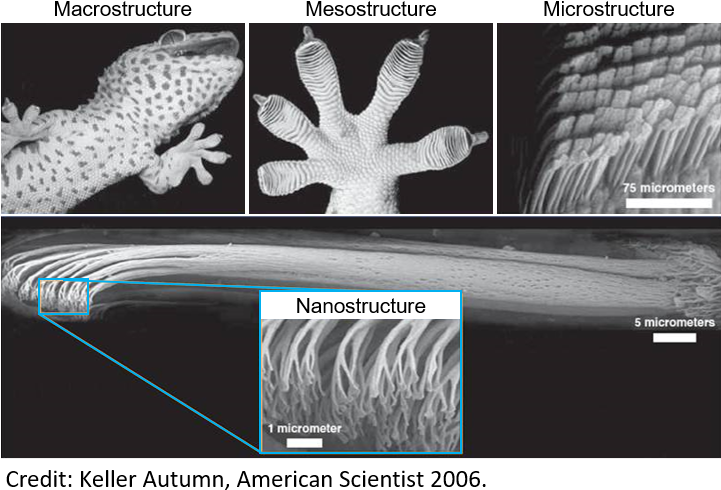 Like Many Biological Materials, Gecko Toe Pads Show - Gecko Foot (731x520), Png Download