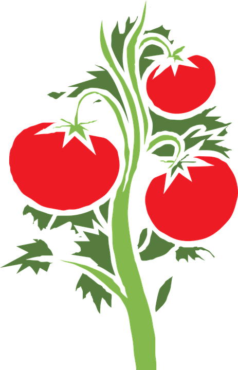 Dein Tomaten Blog - Tomato Plant Clipart Transparent Background (463x720), Png Download