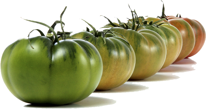 Tomate Asurcado - Tomate Raf (853x567), Png Download