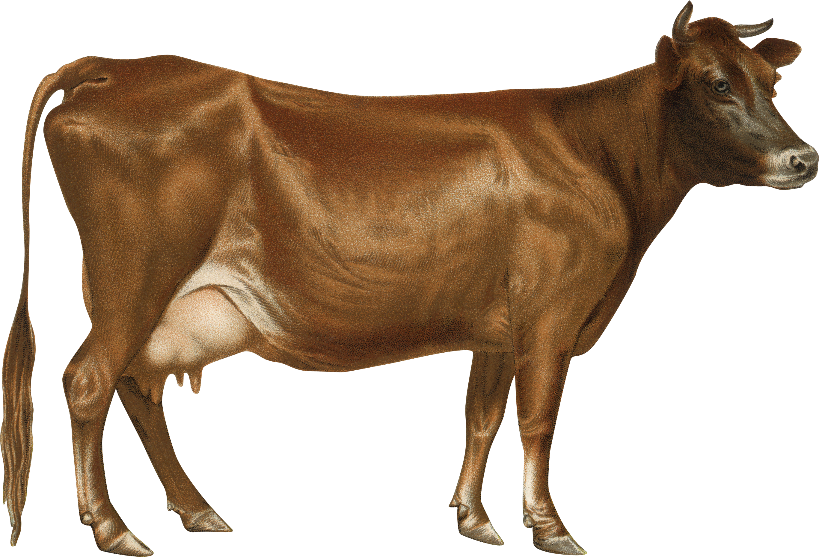 Cow Png Cow Drawing Full Size Png Download Seekpng