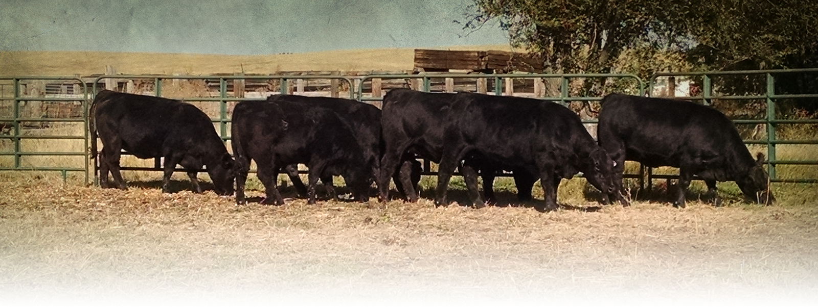 Dairy Cow (1600x602), Png Download