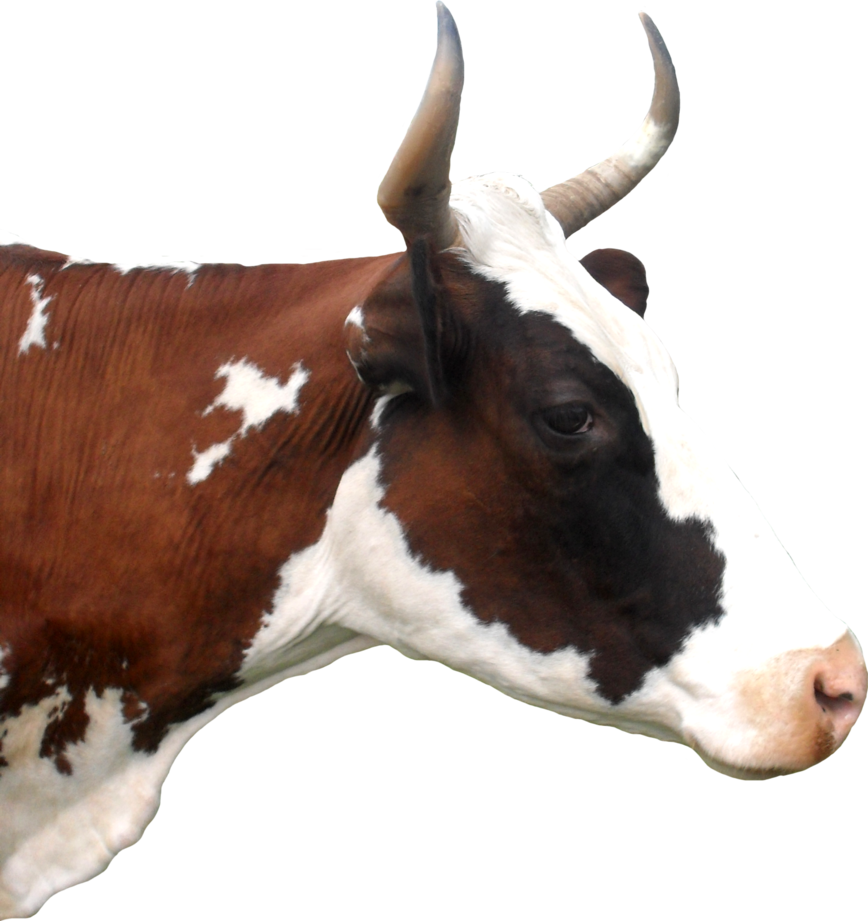 Cow Head Png (868x921), Png Download