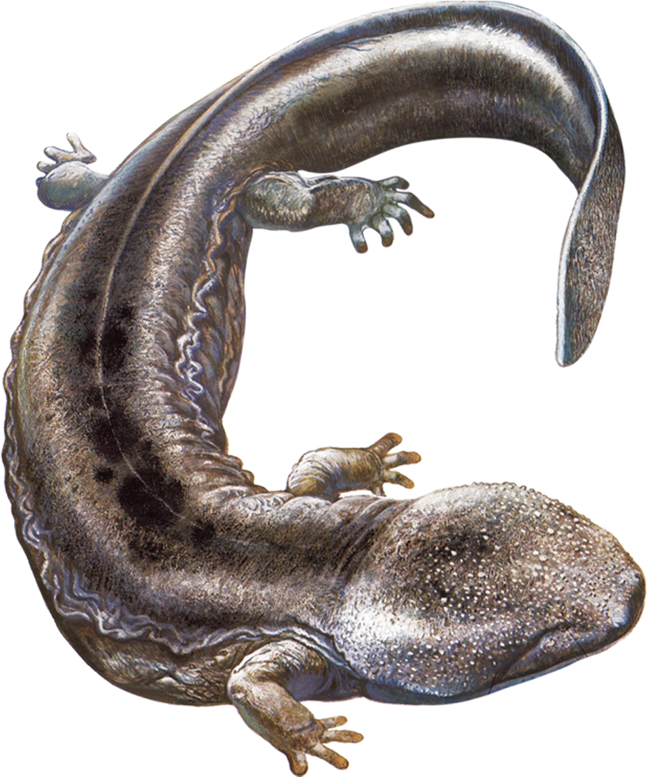 Newt Clipart Chinese Giant Salamander Japanese Giant Salamander Background Full Size Png Download Seekpng