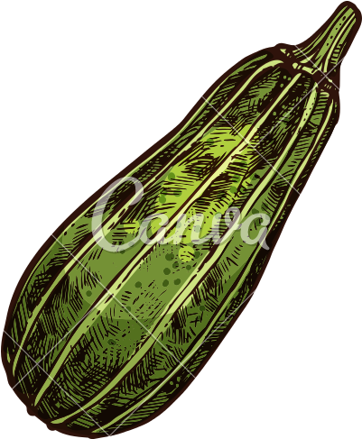 800 X 800 2 - Zucchini (800x800), Png Download