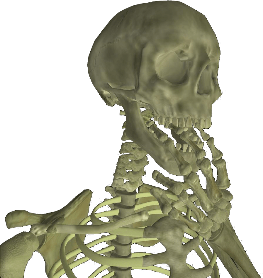 Transparent Skeleton - Skull (1024x1024), Png Download