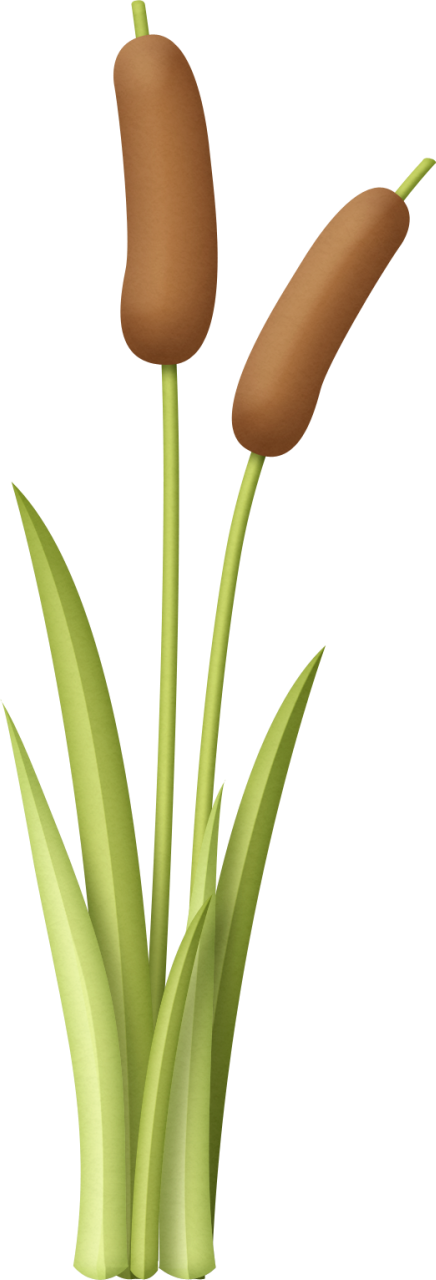 Kaagard Fishinghole Cattails Png - Pond Flowers Clipart (436x1280), Png Download