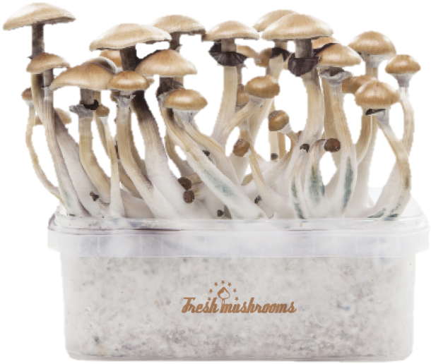 Golden Teacher Xp - Psilocybin Mushroom (650x650), Png Download
