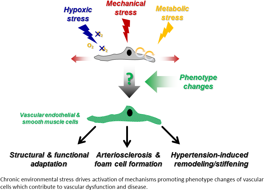 For Instance, Detrimental Hypertension-induced Arterial - Diagram (919x665), Png Download
