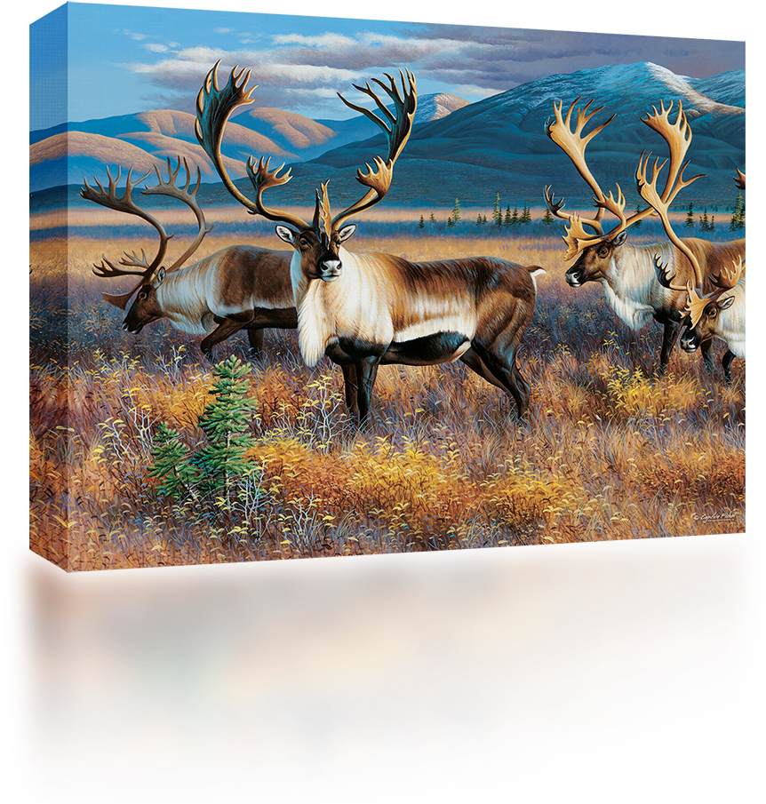 Reindeer (1024x1024), Png Download