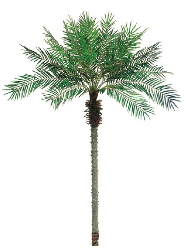 5' Date Palm Tree X24 W/1096 Leaves - Palm Trees (800x800), Png Download