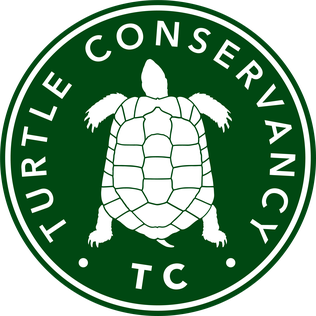 Turtle Conservancy - Crescent Pearls Integrated School (316x316), Png Download