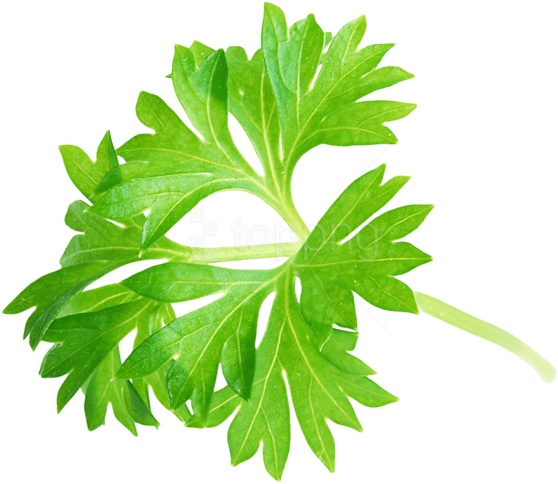 Free Png Download Parsley Leaf Png Images Background - Parsley Png (850x733), Png Download
