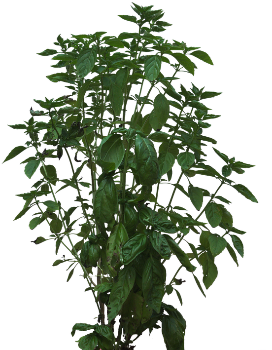 Png Bush - Houseplant (578x720), Png Download