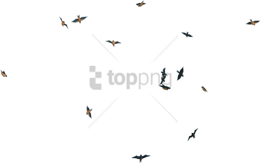 Free Png Download Flying Birds Transpareng Png Images - Transparent Fly Bird Png (850x532), Png Download