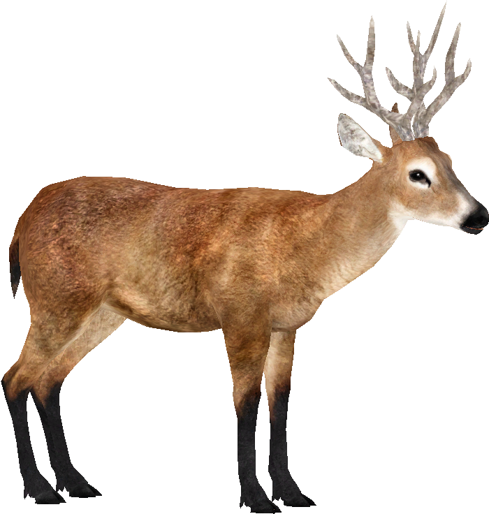 Marsh Deer - Reindeer (800x800), Png Download