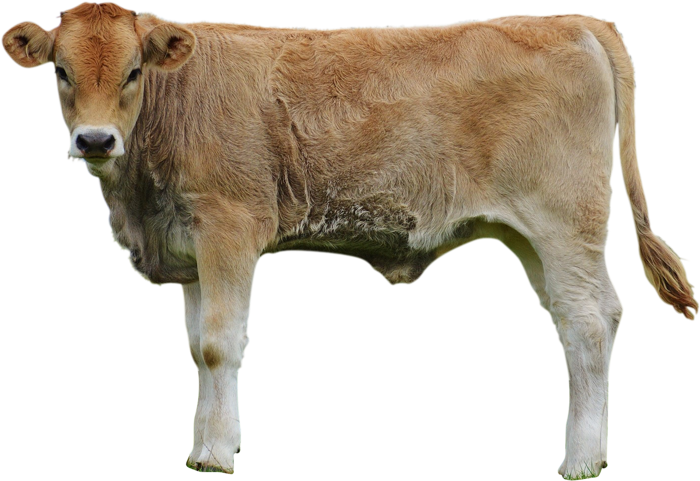 Cows-982295 Clip - Dairy Cow (2000x1330), Png Download