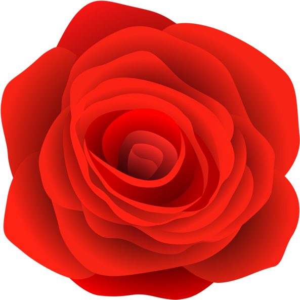 0, - Garden Roses (600x600), Png Download