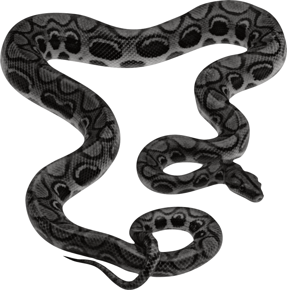 Vijay Mahar Background Download - Cartoon Animal Snake Png (959x968), Png Download
