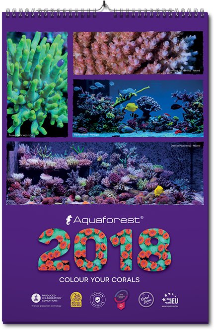 Moreover, Our Other Users Could Also Win The 2018 Calendar - Rainbow Rose (960x795), Png Download