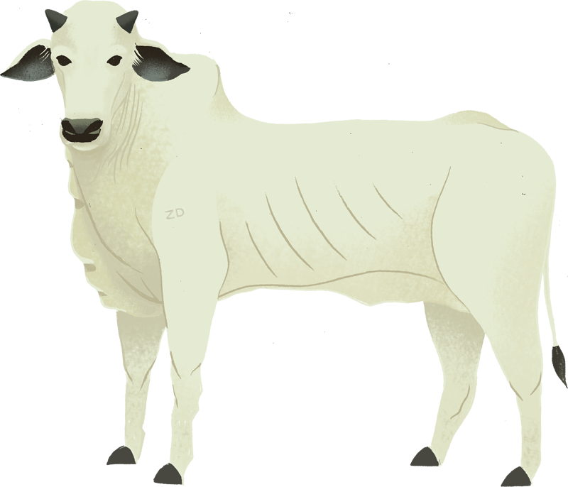 Tallow - Dairy Cow (800x686), Png Download