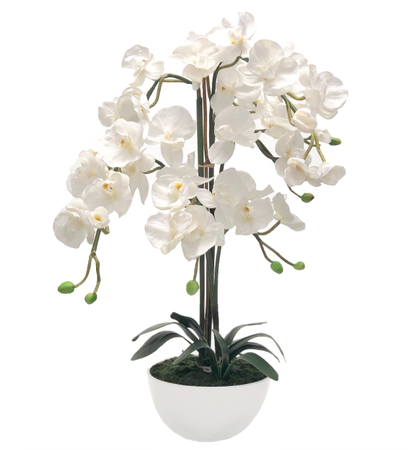 632 X 632 0 - Moth Orchid (632x632), Png Download