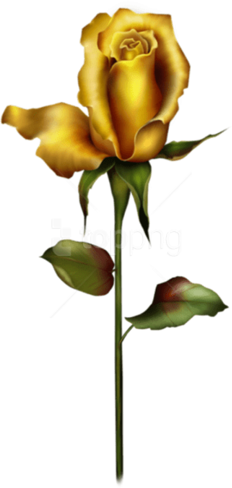 Free Png Download Yellow Rose Bud Png Images Background - Long Stem Yellow Rose Tattoos (480x1011), Png Download