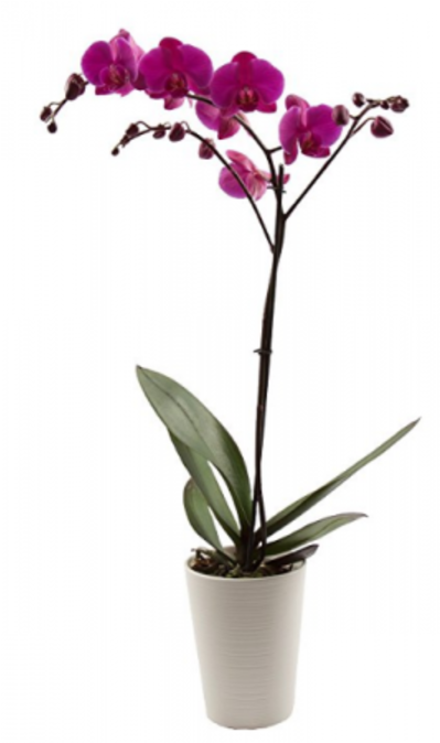 Beautiful Orchid - Cattlianthe Jewel Box (600x673), Png Download