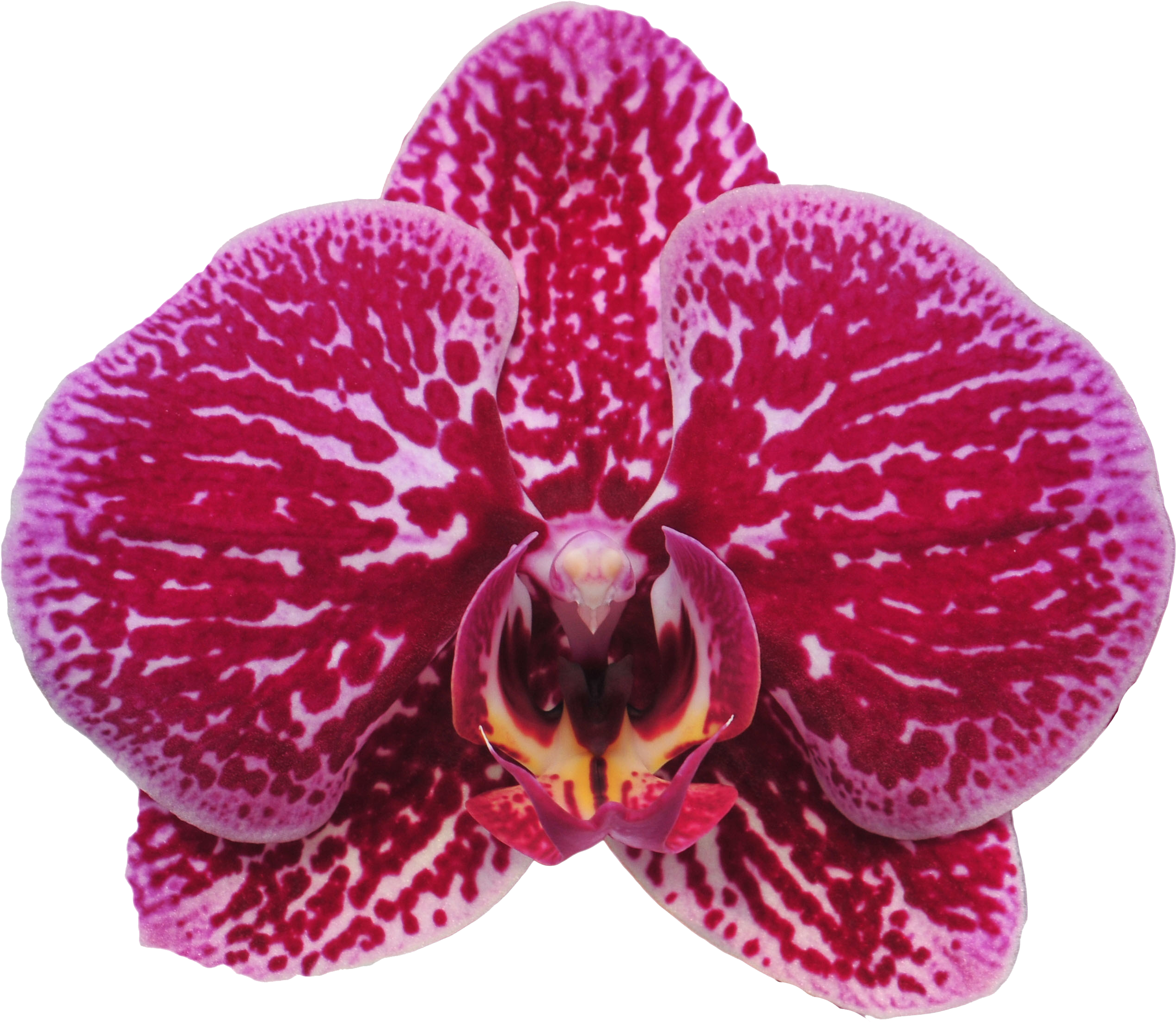 Taida Black Cat A09473 - Moth Orchid (2651x2321), Png Download