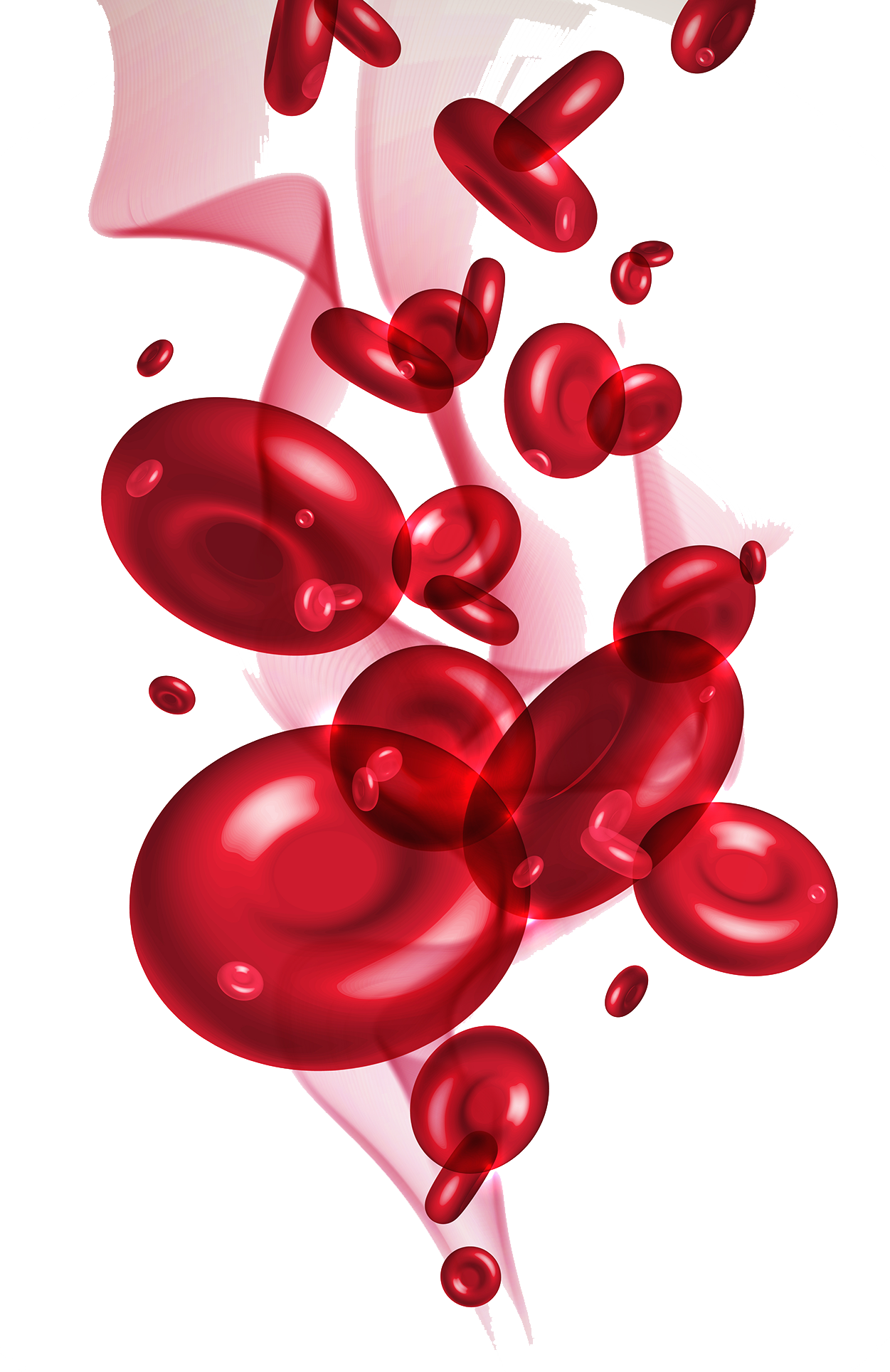 Red Blood Cells Png - Red Blood Cell Png (1251x1928), Png Download