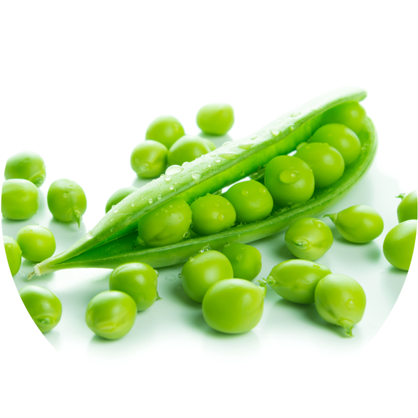 Artprotein - Snap Pea (600x590), Png Download