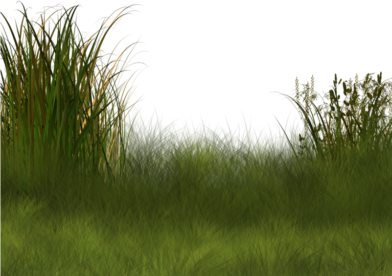 Plant Wetland Landscape Clip Art - Wetland Png (800x600), Png Download