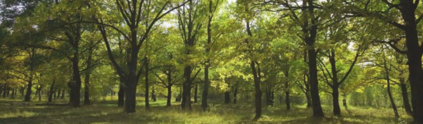 Get A Quote - Forest Science (1450x426), Png Download