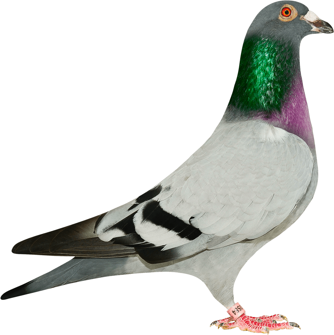 Be13-3000584 Exclusive Daughter Zidane - Pigeons Desbuquois (1200x1200), Png Download