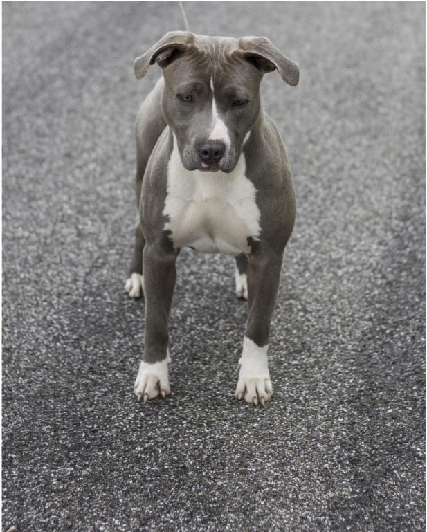 Dog Informations - Old English Terrier (1024x768), Png Download