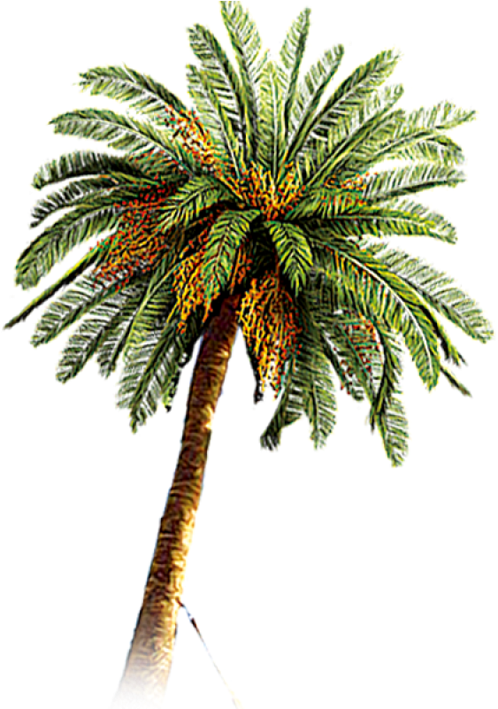 Coconut (600x600), Png Download