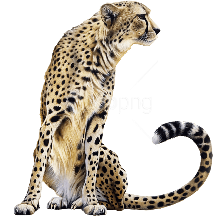 Free Png Download Cheetah Sitting Png Images Background - Cheetah Png Transparent (850x823), Png Download